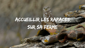 couv-yt-live-webinaire-rapaces-intro